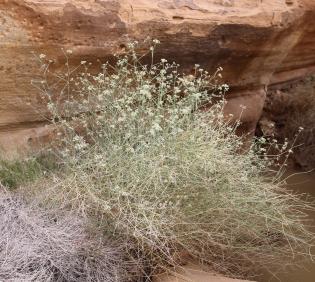 Whole plant