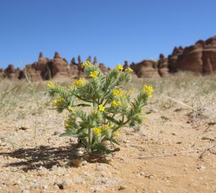 Arnebia hispidissima on Sandy plains and dunes