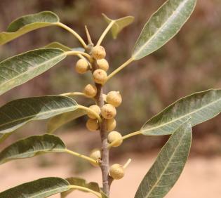 Ficus salicifolia fruits