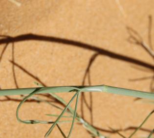 Deverra triradiata leaves