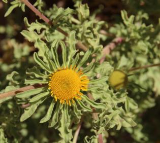 Asteriscus graveolens flower