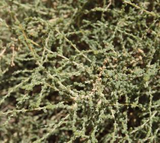 Caroxylon imbricatum leaves