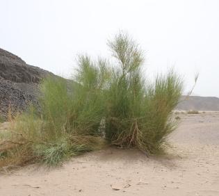 Whole plant