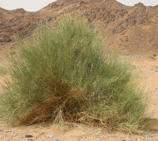 Whole plant
