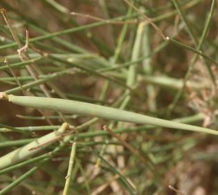 Leptadenia pyrotechnica fruit