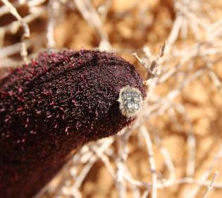 Cynomorium coccineum