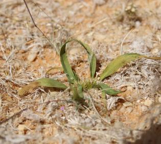 Whole plant