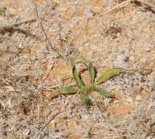 Whole plant