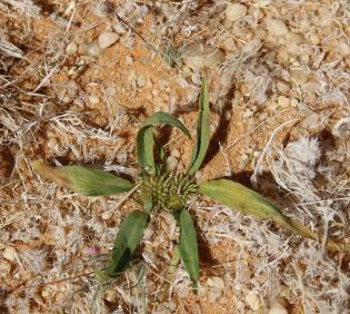 Whole plant
