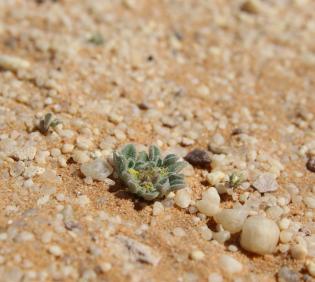 Small Aizoon canariense
