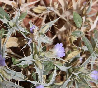 Blepharis ciliaris flower