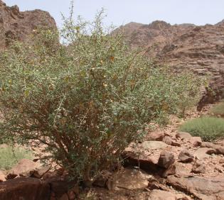 Whole plant