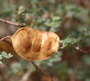 Senegalia hamulosa fruit