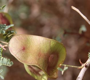 Senegalia hamulosa fruit