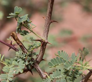 Senegalia hamulosa leaves