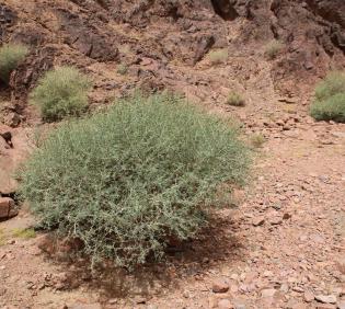 Whole plant