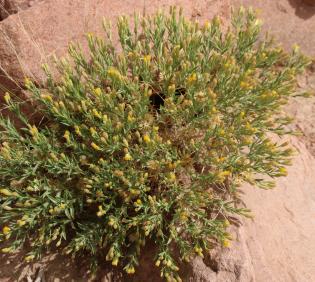 Whole plant