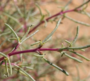 Soda rosmarinus leaves