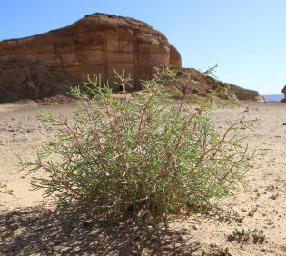 Whole plant