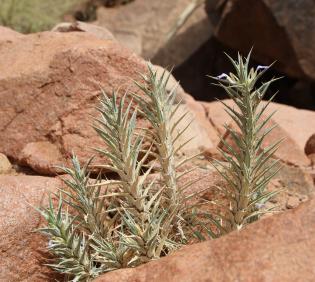 Whole plant
