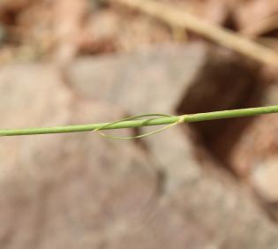 Kohautia caespitosa flower
