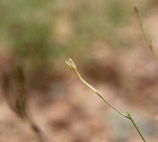 Kohautia caespitosa flower