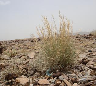 Whole plant