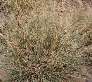 Cymbopogon schoenanthus leaves