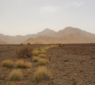 Cymbopogon schoenanthus on Harrat drainage lines and wadis