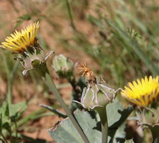 Reichardia tingitana flowers