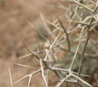 Zilla spinosa fruit