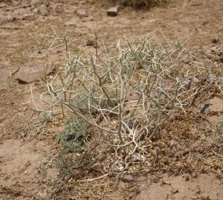 Whole plant