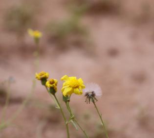 Senecio glaucus subsp. coronopifolius flower