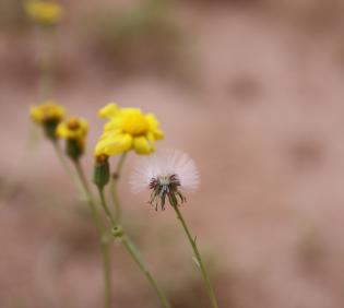 Senecio glaucus subsp. coronopifolius fruits