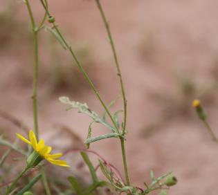 Senecio glaucus subsp. coronopifolius leaves