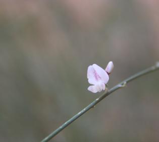 Retama raetam flower