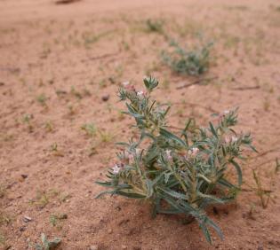 Whole plant