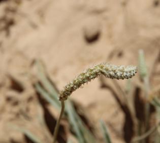 Plantago albicans fruits