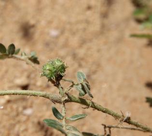 Tribulus terrestris fruit