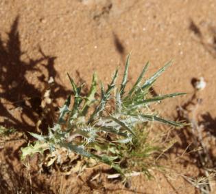 Whole plant