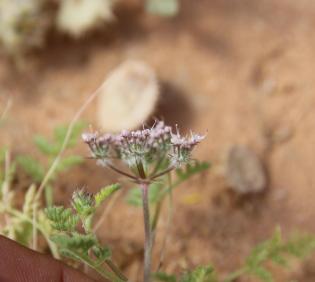 Anisosciadium lanatum flowers