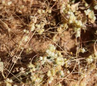 Cuscuta campestris flowers
