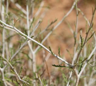 Rhanterium epapposum leaves