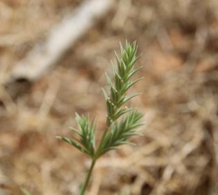 Crucianella membranacea flowers