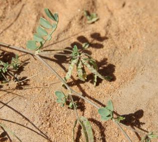 Hippocrepis constricta fruits