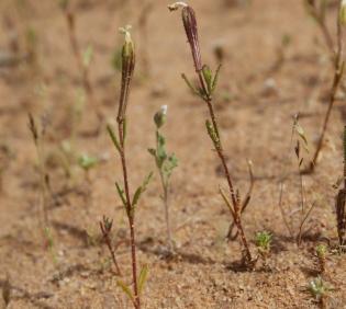 Whole plant