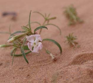Silene villosa flowers