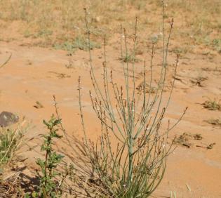 Whole plant