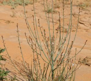 Whole plant