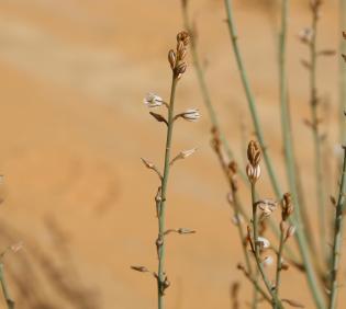 Asphodelus tenuifolius flowers
